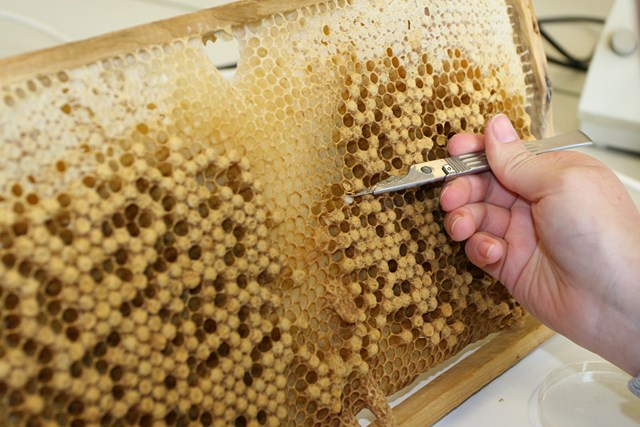 [Translate to Englisch:] Pic:male bee brood 