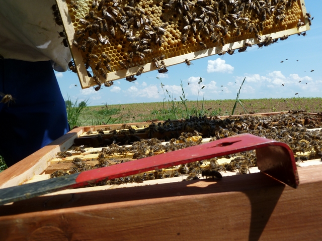 [Translate to Englisch:] Pic:Beekeeping_9_Open hive with comb