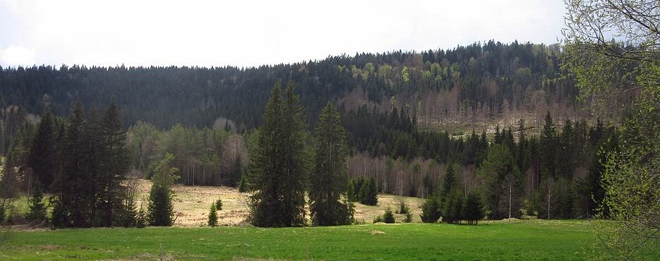 Blick über Waldlandschaft