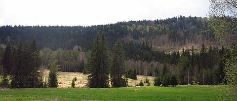 Blick über Waldlandschaft