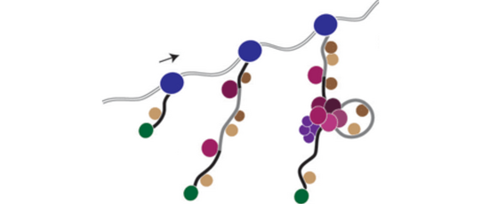 Schema des RNA Splicing Prozesses