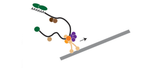 Schema eine RNA-Transport-Maschinerie zeigt.