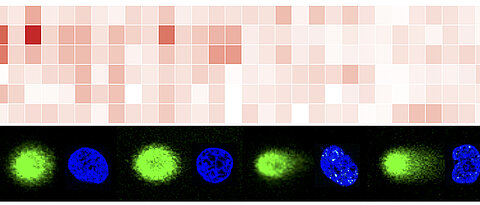 NEAT1 is genome-protective in human U2OS cells. Accumulation of NEAT1 at DNA double-strand breaks (NGS data, top) and defects in DNA damage signaling in NEAT1-deficient cells (merged confocal imaging data, bottom).  