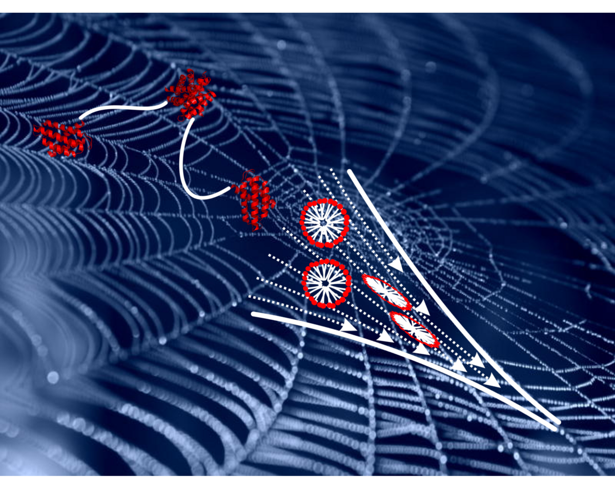 New protein found in strongest spider web material