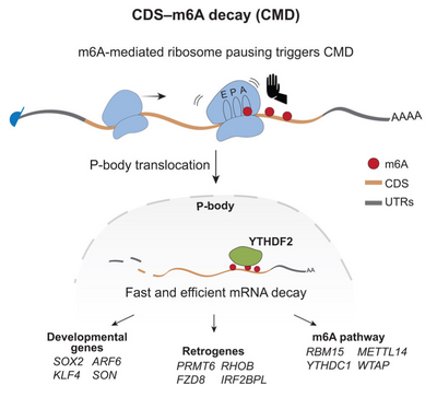 Schema des CDS-m6A Abbaus