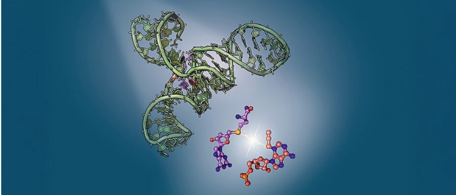 Das Ribozym SAMURI (Kristallstruktur in grün) bietet den strukturellen Rahmen für die Katalyse der chemischen Reaktion zur Übertragung der RNA-Modifikation. 