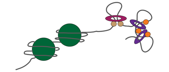 Schema mit Nucleosomen links und Cohesin?Condensin Loops rechts.