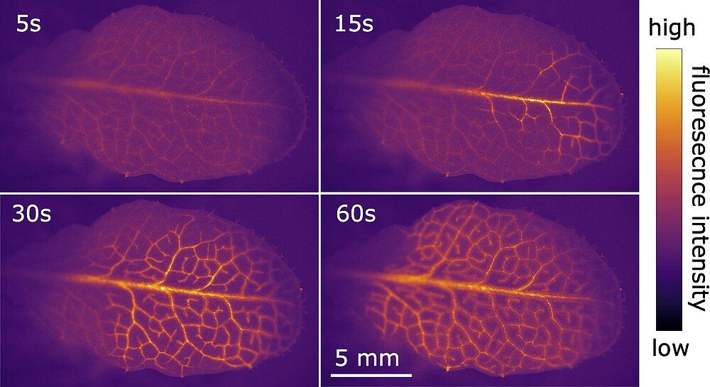 Vier Tafeln des Fluoreszenzsignals eines Arabidopsis-Blattes, das mit dem fluoreszierenden Calcium-Indikator R-GECO1 transformiert wurde. Jeder Tafel zeigt einen anderen Zeitpunkt nach der Stimulation mit einem heißen Wasser-Tröpfchen an der Blattspitze. Die Bilder zeigen, dass sich ein Kalziumsignal entlang der Gefäßbündel von der Blattspitze zur Blattbasis ausbreitet.