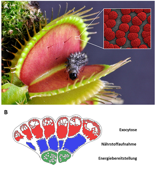 How Do Venus Flytraps Work, and What Do They Really Eat